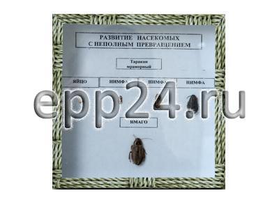 Коллекция Развитие насекомых с неполным превращением