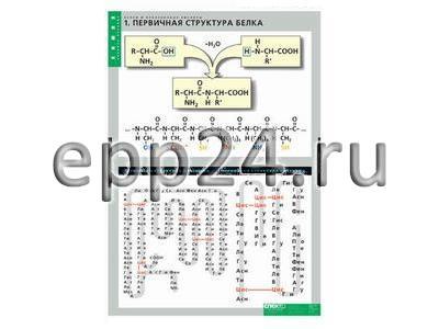 Комплект таблиц Белки и нуклеиновые кислоты (8 таблиц)