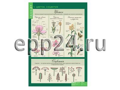Комплект таблиц Биология 6 класс (14 шт.)