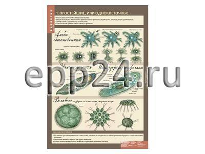 Комплект таблиц Биология 7 класс. Животные (12 шт.)