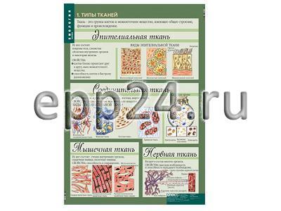 Комплект таблиц Биология. Человек. 8-9 классы (12 шт.)