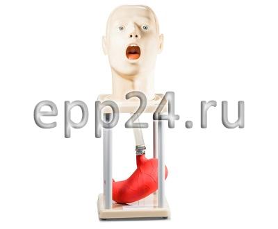 Фантом головы с пищеводом и желудком
