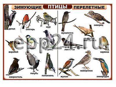 Комплект таблиц Птицы домашние, дикие, декоративные