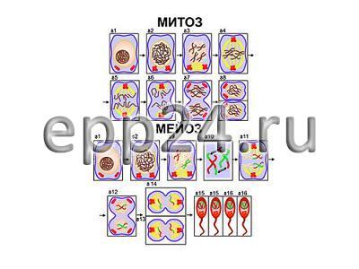 Модель-аппликация Деление клетки. Митоз и мейоз