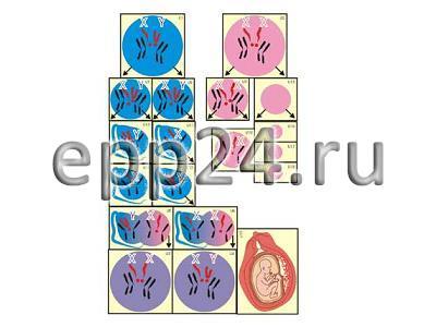 Модель-аппликация Гаметогенез у человека и млекопитающих