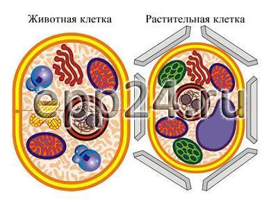 Модель-аппликация Строение клетки