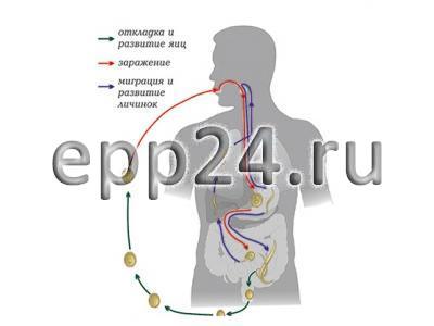 Модель-аппликация Цикл развития аскариды