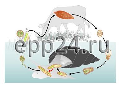 Модель-аппликация Цикл развития бычьего цепня и печеночного сосальщика