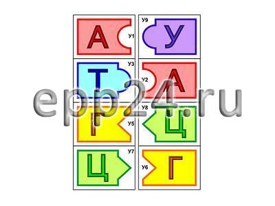 Модель-аппликация Удвоение ДНК и транскрипция РНК