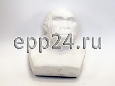 2.16.54 Набор палеонтологических муляжей