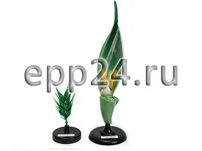2.16.55 Комплект ботанических моделей демонстрационный