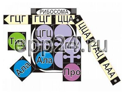 2.17.57 Модель-аппликация по биосинтезу белка