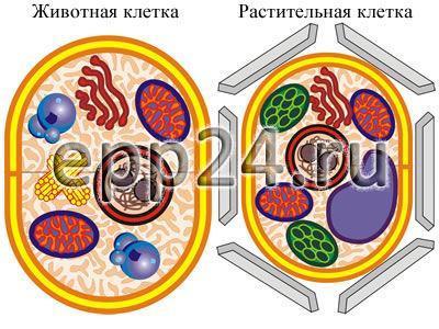 2.17.58 Модель-аппликация по строению клетки